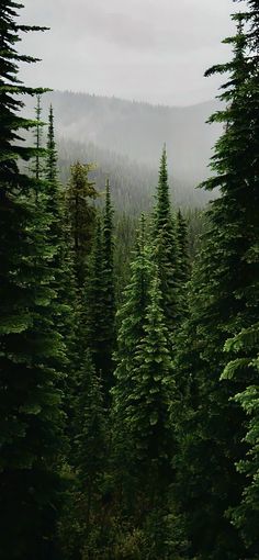 some very tall green trees in the middle of a forest with mountains in the background