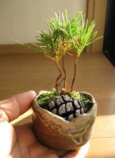 a person holding a small plant in their hand