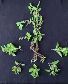 some green plants are laying on a black surface