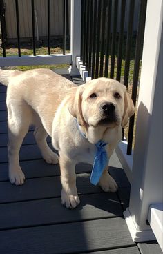 a puppy with a blue tie standing on a porch