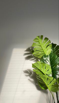 a green plant sitting on top of a white wall