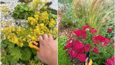 two pictures side by side, one with scissors and the other with flowers