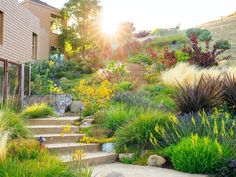 the sun shines brightly on this hillside garden