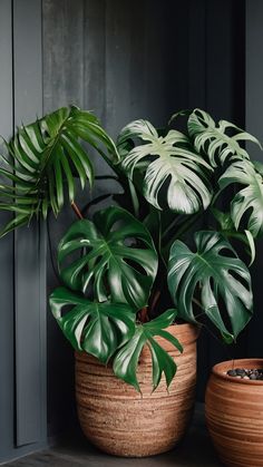 two large potted plants sitting next to each other