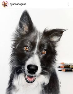 a drawing of a black and white dog with two colored pencils