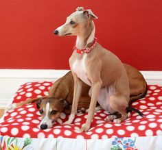 two dogs are sitting on a red and white polka dot dog bed in front of a red wall