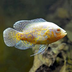 a yellow and blue fish in an aquarium with algae growing on the water's surface