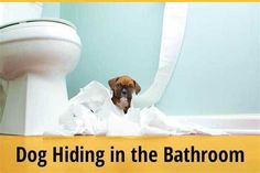 a dog hiding in the bathroom surrounded by toilet paper