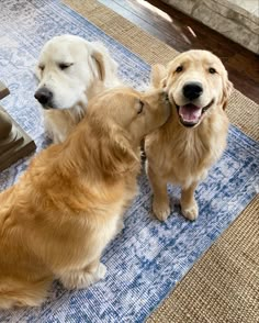 two golden retriever puppies playing with each other on the floor in front of a blue rug