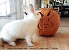 a white rabbit standing next to a carved pumpkin with the words vegan bake sale and adoption event