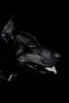 a black and white photo of a dog's head with its tongue hanging out