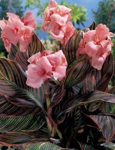 some pink flowers are in a brown pot on the ground and green plants behind them