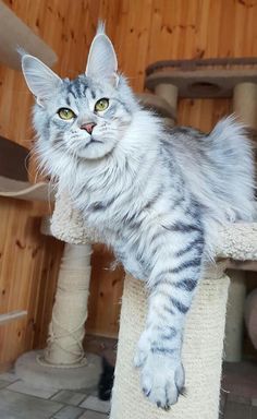 a cat laying on top of a scratching post