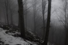 foggy forest with trees and snow on the ground