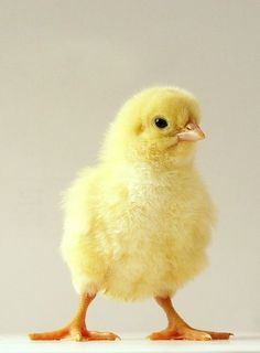 a small yellow chicken sitting on top of a table