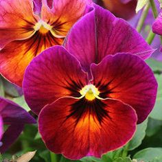 purple and orange flowers with green leaves in the background