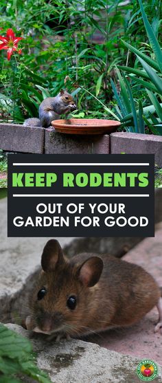 a rodent sitting on the ground next to a sign that says keep rodents out of your garden for good