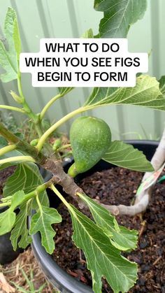 a close up of a plant with the words what to do when you see figs begin to form