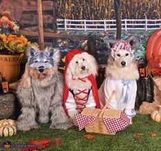 three dogs dressed up in costumes sitting on the grass next to pumpkins and hay