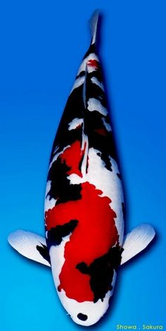 an image of a fish that is swimming in the water with it's colors red, white and black