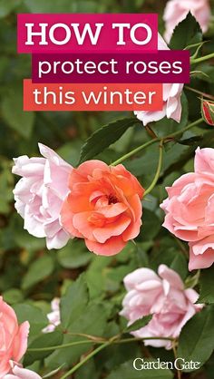 pink roses with the words how to protect roses this winter written on it in front of them