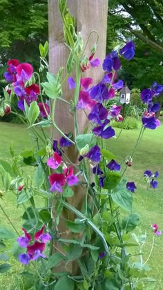 purple and red flowers growing on the side of a wooden pole in a garden area