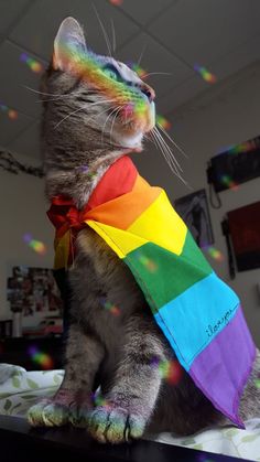 a cat wearing a rainbow scarf on top of a bed