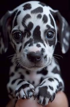 a black and white puppy sitting on top of an egg with it's paws up