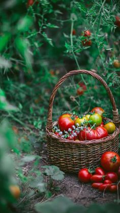 a wicker basket filled with lots of red and green tomatoes sitting on the ground