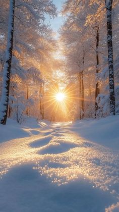 the sun is shining through the trees in the snow