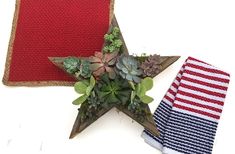 two red, white and blue stars with succulents on them