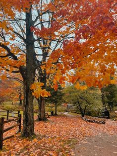 an autumn scene with leaves on the ground and trees covered in oranges, yellows and reds