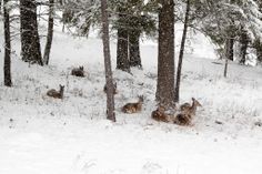 several deer laying down in the snow near some trees