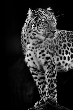 a black and white photo of a leopard