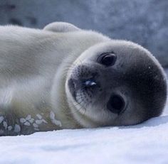 a baby seal laying in the snow