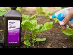 someone is watering plants in the garden with a spray bottle and plastic container on top