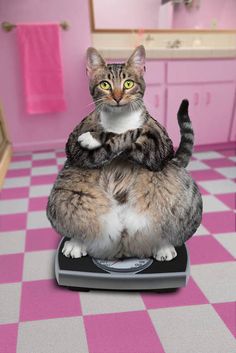 a cat sitting on top of a scale in a pink and white tiled room with checkered flooring