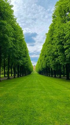 an empty road lined with trees in the middle of a green grass covered field, under a blue cloudy sky