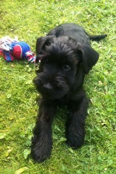 a small black dog laying on top of a lush green field