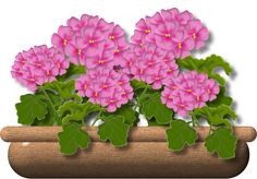 pink flowers in a pot with green leaves