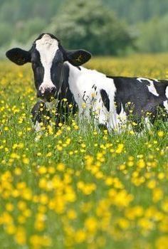 a black and white cow laying in the middle of a field full of yellow flowers