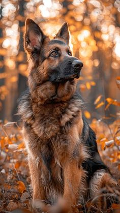 a german shepherd dog sitting in the leaves