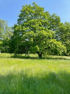 a large green tree sitting in the middle of a lush green field on a sunny day