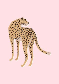 a cheetah on a pink background