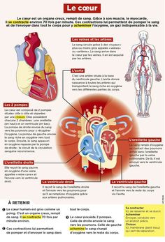 the anatomy of the heart and its functions