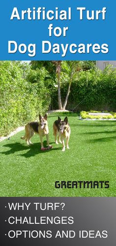 two dogs are standing in the grass and one is looking at something