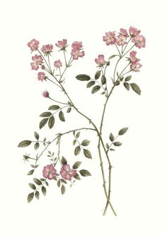 pink flowers with green leaves on a white background