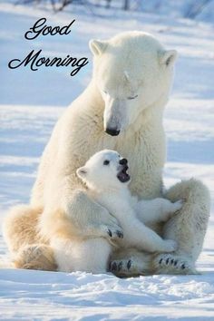 a mother polar bear and her cub are sitting in the snow with words good morning