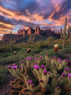 the desert is full of cacti and cactus plants