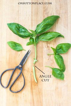 the scissors are next to some green leaves on a wooden table with instructions for how to cut them